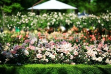 순천만국가정원1호, 테마공원, 자연생태공원, 자연, 옥외, 사진,이미지,일러스트,캘리그라피 - pandora4077작가 크라우드픽 - 저작권 걱정... 