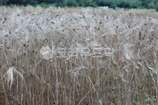 식물, 보리, 보리고개, 자연, 보리쌀, 사진,이미지,일러스트,캘리그라피 - 솔바람작가 크라우드픽 - 저작권 걱정 없는 상업용 이미지