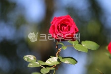 flower, 꽃, rose, 장미, 장미꽃, 사진,이미지,일러스트,캘리그라피 - 틴다작가 크라우드픽 - 저작권 걱정 없는 상업용 이미지