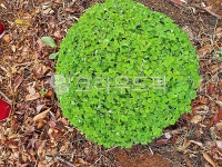 행운, 크로바, 초록, 잎, 초목, 사진,이미지,일러스트,캘리그라피 - a333322작가 크라우드픽 - 저작권 걱정 없는 상업용 이미지