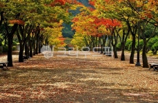 단풍길, 단풍, 울산, 마로니에길, 가을, 사진,이미지,일러스트,캘리그라피 - 깨비선생작가 크라우드픽 - 저작권 걱정 없는 상업용 이미지