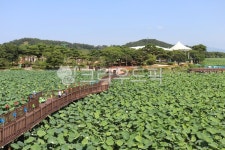 회산백련지, 산책길, 호수, 공원, 연잎, 사진,이미지,일러스트,캘리그라피 - 언제나민들레작가 크라우드픽 - 저작권 걱정 없는 상업용 이미지