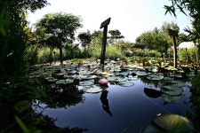 연꽃, lotus, 원주허브팜, 허브팜, 허브정원, 사진,이미지,일러스트,캘리그라피 - candycancan작가 크라우드픽 - 저작권 걱정 없는 상업용... 