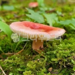 숲, 비, 비온뒤, 비갬, 잔디, 사진,이미지,일러스트,캘리그라피 - RiverHG작가 크라우드픽 - 저작권 걱정 없는 상업용 이미지