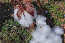 봄, spring, 목화, 목화열매, 목화솜, 사진,이미지,일러스트,캘리그라피 - johnnieploem작가 크라우드픽 - 저작권 걱정 없는 상업용 이미지