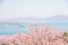 남해, 벚꽃, 바다, 봄, sea, 사진,이미지,일러스트,캘리그라피 - Lupin작가 크라우드픽 - 저작권 걱정 없는 상업용 이미지