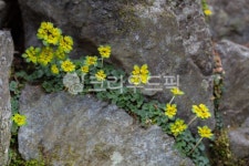 봄, 꽃, 야생화, 산, plant, 사진,이미지,일러스트,캘리그라피 - 포토그래퍼김C작가 크라우드픽 - 저작권 걱정 없는 상업용 이미지