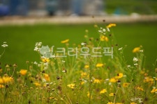 꽃, 들꽃, 들, 자연, 식물, 사진,이미지,일러스트,캘리그라피 - Wgrapher작가 크라우드픽 - 저작권 걱정 없는 상업용 이미지