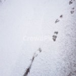 눈, 발자국, 눈길, snowyroad, 겨울, 사진,이미지,일러스트,캘리그라피 - 꽃잎s작가 크라우드픽 - 저작권 걱정 없는 상업용 이미지