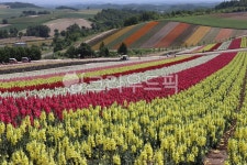 홋카이도, 북해도, 목장, 꽃밭, 식물, 사진,이미지,일러스트,캘리그라피 - Horrang작가 크라우드픽 - 저작권 걱정 없는 상업용 이미지