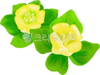 감꽃, 단감꽃, 꽃, persimmonflower, 감꽃그림, 사진,이미지,일러스트,캘리그라피 - 안갱작가 크라우드픽 - 저작권 걱정 없는 상업용 이미지