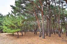 소나무, 해송, 상록수, 송림, 솔밭, 사진,이미지,일러스트,캘리그라피 - space작가 크라우드픽 - 저작권 걱정 없는 상업용 이미지