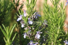 로즈마리, 로즈마리꽃, 꽃, flower, 식물, 사진,이미지,일러스트,캘리그라피 - phototo73작가 크라우드픽 - 저작권 걱정 없는 상업용 이미지