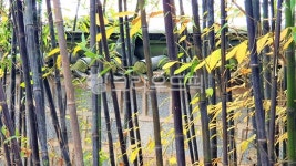 bamboo, 대나무, 오죽, 오죽헌, 대숲, 사진,이미지,일러스트,캘리그라피 - 童夏 여름아이작가 크라우드픽 - 저작권 걱정 없는 상업용 이미지