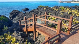 선인장군락지, 선인장, 백련초, 제주, 월령리, 사진,이미지,일러스트,캘리그라피 - phototo73작가 크라우드픽 - 저작권 걱정 없는 상업용 이미지