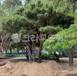 자연, 식물, 소나무, 공원, 반송, 사진,이미지,일러스트,캘리그라피 - 제이가온작가 크라우드픽 - 저작권 걱정 없는 상업용 이미지