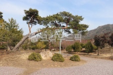 소나무, 정원, 하늘, tree, 나무, 사진,이미지,일러스트,캘리그라피 - 언제나민들레작가 크라우드픽 - 저작권 걱정 없는 상업용 이미지