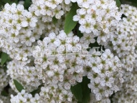 flower, 꽃, petal, 꽃잎, 작은꽃무리, 사진,이미지,일러스트,캘리그라피 - 무네모신작가 크라우드픽 - 저작권 걱정 없는 상업용 이미지
