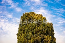 tree, 나무, 하늘, sky, 구름, 사진,이미지,일러스트,캘리그라피 - biseul작가 크라우드픽 - 저작권 걱정 없는 상업용 이미지