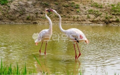 홍학, 조류, 학, 동물, 새, 사진,이미지,일러스트,캘리그라피 - 서은작가 크라우드픽 - 저작권 걱정 없는 상업용 이미지