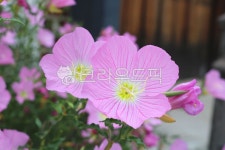 꽃, 낮달맞이꽃, 달맞이꽃, 식물, 야생화, 사진,이미지,일러스트,캘리그라피 - 청랑작가 크라우드픽 - 저작권 걱정 없는 상업용 이미지