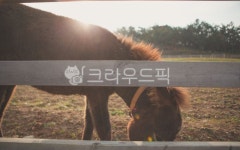 말, 햇빛, 하늘, 목장, 먹이, 사진,이미지,일러스트,캘리그라피 - 짱고아빠작가 크라우드픽 - 저작권 걱정 없는 상업용 이미지