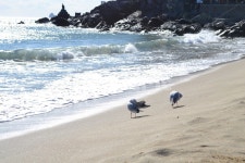 갈매기, 바다, 여름, 해운대, 해수욕장, 사진,이미지,일러스트,캘리그라피 - 김이안작가 크라우드픽 - 저작권 걱정 없는 상업용 이미지