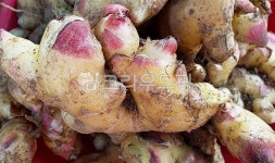 약초, 건재, 한약재, 자연, 뿌리, 사진,이미지,일러스트,캘리그라피 - Nphseo59작가 크라우드픽 - 저작권 걱정 없는 상업용 이미지