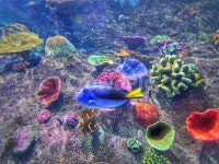 열대어, bluetang, 블루탱, 산호, 바다, 사진,이미지,일러스트,캘리그라피 - Toms flim작가 크라우드픽 - 저작권 걱정 없는 상업용 이미지