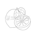 선화, 라인드로잉, 채색도안, 컬러링도안, 과일, 사진,이미지,일러스트,캘리그라피 - phpeace3작가 크라우드픽 - 저작권 걱정 없는 상업용 이미지