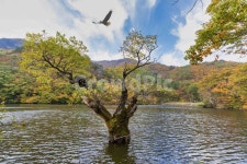 자연, 주산지, 경상북도청송군주왕산면, 청송주산지일원, 독수리, 사진,이미지,일러스트,캘리그라피 - 용왕작가 크라우드픽 - 저작권 걱정 없는... 