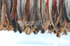 과메기, 영덕, 청어과메기, 구룡포과메기, 구룡포, 사진,이미지,일러스트,캘리그라피 - 하늘바라기5작가 크라우드픽 - 저작권 걱정 없는 상업용... 