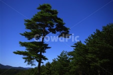 나무, 하늘, 소나무, 파란, color, 사진,이미지,일러스트,캘리그라피 - 귀리작가 크라우드픽 - 저작권 걱정 없는 상업용 이미지