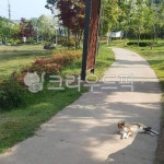 길고양이, 고양이, 산책로, 한내천, 근린공원, 사진,이미지,일러스트,캘리그라피 - 꽃과산책작가 크라우드픽 - 저작권 걱정 없는 상업용 이미지