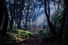 경주, 삼릉, 새벽, 숲, 빛, 사진,이미지,일러스트,캘리그라피 - JM82작가 크라우드픽 - 저작권 걱정 없는 상업용 이미지