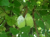 으름열매, 대실으름, 보라색으름, 약초과일, 주말농장으름열매, 사진,이미지,일러스트,캘리그라피 - 김동식스튜디오작가 크라우드픽 - 저작권 걱정... 