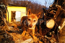 강아지, 마을, 동네, 뒷동산, 뒷산, 사진,이미지,일러스트,캘리그라피 - DaveLIM작가 크라우드픽 - 저작권 걱정 없는 상업용 이미지