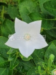 꽃, flower, 하얀꽃, 도라지꽃, 별모양꽃, 사진,이미지,일러스트,캘리그라피 - caramiya작가 크라우드픽 - 저작권 걱정 없는 상업용 이미지