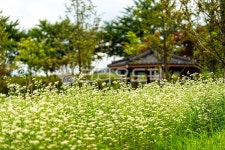 메밀꽃, 메밀, 녹색, 그린, 하얀꽃, 사진,이미지,일러스트,캘리그라피 - 데이비드강작가 크라우드픽 - 저작권 걱정 없는 상업용 이미지