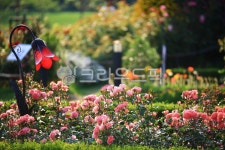 순천만국가정원1호, 테마공원, 자연생태공원, 자연, 옥외, 사진,이미지,일러스트,캘리그라피 - pandora4077작가 크라우드픽 - 저작권 걱정... 