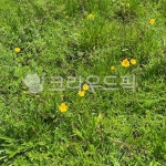 꽃, 풀, 노란꽃, 노란색꽃, 자연, 사진,이미지,일러스트,캘리그라피 - Nwjddsmtjs작가 크라우드픽 - 저작권 걱정 없는 상업용 이미지