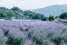 라벤더, 식물, 자연, 꽃, 여름, 사진,이미지,일러스트,캘리그라피 - INROK작가 크라우드픽 - 저작권 걱정 없는 상업용 이미지