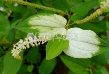 leaf, 잎, herbs, 허브, 삼백초, 사진,이미지,일러스트,캘리그라피 - 사진작가 박용주작가 크라우드픽 - 저작권 걱정 없는 상업용 이미지