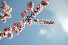 봄, 계절, 느낌, 감성, 식물, 사진,이미지,일러스트,캘리그라피 - pb이로작가 크라우드픽 - 저작권 걱정 없는 상업용 이미지