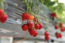 딸기, 수향농원, 여름, 과일, 농장, 사진,이미지,일러스트,캘리그라피 - 아나도사작가 크라우드픽 - 저작권 걱정 없는 상업용 이미지