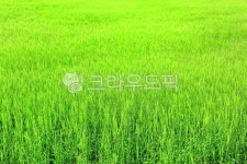 들, field, plant, 식물, 초록, 사진,이미지,일러스트,캘리그라피 - Zorba작가 크라우드픽 - 저작권 걱정 없는 상업용 이미지