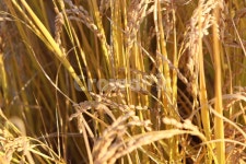 벼, 가을, 수확, 추석, 추수, 사진,이미지,일러스트,캘리그라피 - H2080작가 크라우드픽 - 저작권 걱정 없는 상업용 이미지