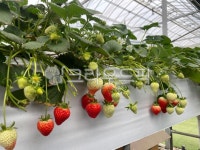 딸기, 딸기꽃, 딸기농장, 딸기밭, 초록딸기, 사진,이미지,일러스트,캘리그라피 - kwonjiyong23작가 크라우드픽 - 저작권 걱정 없는 상업용 이미지