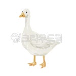 오리, 자연, 백조, 봄, 새, 사진,이미지,일러스트,캘리그라피 - heskiss94작가 크라우드픽 - 저작권 걱정 없는 상업용 이미지