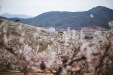 봄, 매화, 꽃, 농장, 자연, 사진,이미지,일러스트,캘리그라피 - sangminisnap작가 크라우드픽 - 저작권 걱정 없는 상업용 이미지